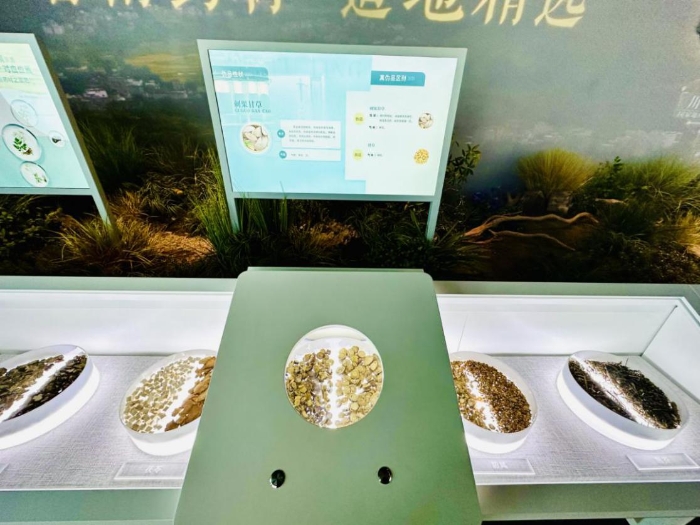 真假药材鉴别互动游戏。齐桂榕 摄