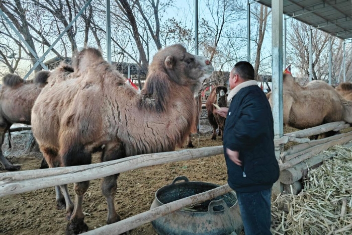 1月24日，敦煌市月牙泉村驼户赵文龙在驼舍查看骆驼情况。新华社记者贾钊 摄