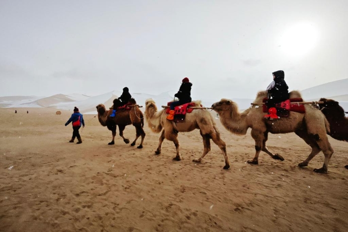 1月24日，游客在敦煌鸣沙山月牙泉景区骑乘骆驼。新华社记者贾钊 摄