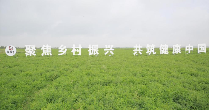 扬子江药业集团固阳黄芪（有机）标准化种植基地