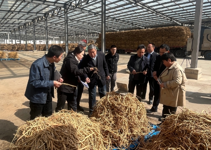 图为在中药材加工场地，带教老师详细讲授黄芪采收、产地加工、包装与储运等相关知识