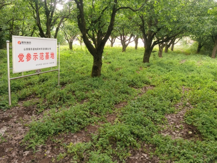 振东中药材林下潞党参示范基地