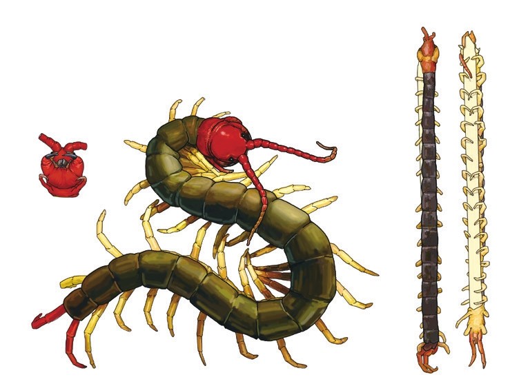 漫画中药一百单八将 | 中药水浒 · 蜈蚣