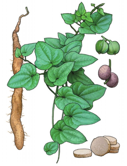 【漫画中药一百单八将】中药水浒·山药