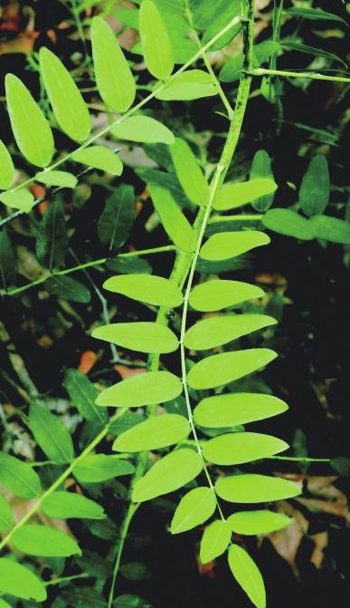 食药网首页 药品 中药  苦参,豆科,别名地槐,水槐,菟槐,好汉拔,山槐