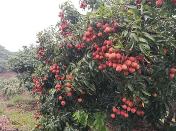 荔枝毛豆变身致富"金元宝" 农产品种植带动农民持续增收