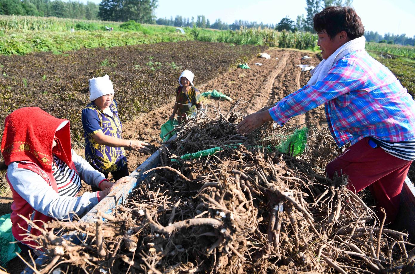 白芍,牡丹等药材的集中收获期,在"药材种植专业村"亳州市谯城区华佗镇