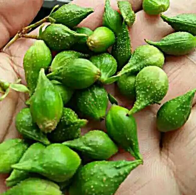 药典标准提高,连翘抢青将得到有效扼制