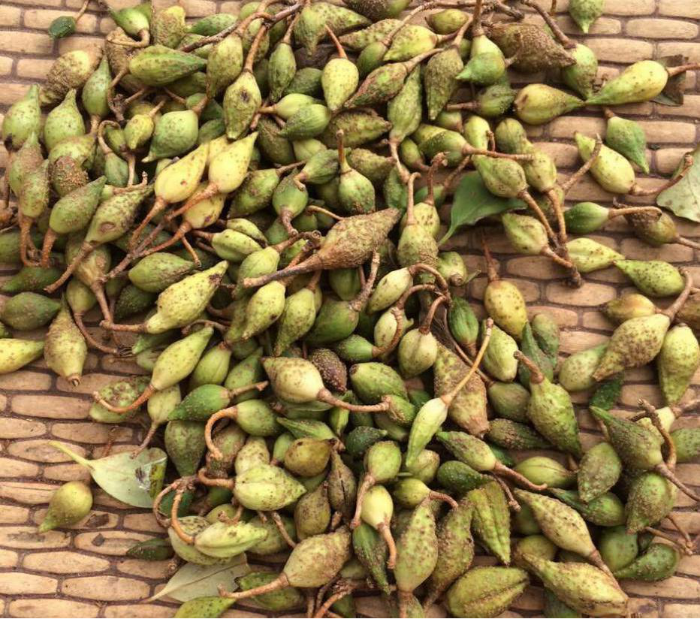 图5,连翘果实完全成熟后挥发油最多,但连翘脂苷a含量下降