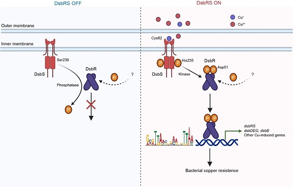 双组分信号转导系统dsbrs的作用机理