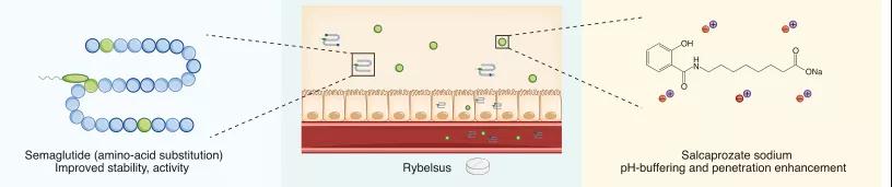 图2. 带有渗透促进剂的氨基酸修饰的肽(Rybelsus)