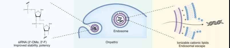 图4. 具有可电离脂质的化学修饰的siRNA，用于内体逃逸(Onpattro).