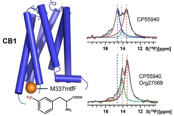 基因编码3-三氟甲基-L-苯丙氨酸研究CB1的动态构象