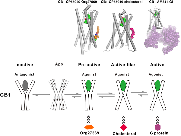 CB1的激活和别构调节机制