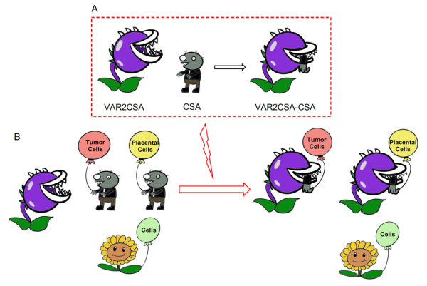 VAR2CSA特异性识别胎盘细胞和肿瘤细胞的模型