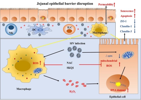 SIVmac239病毒感染急性期猕猴空肠上皮屏障损伤机制示意图