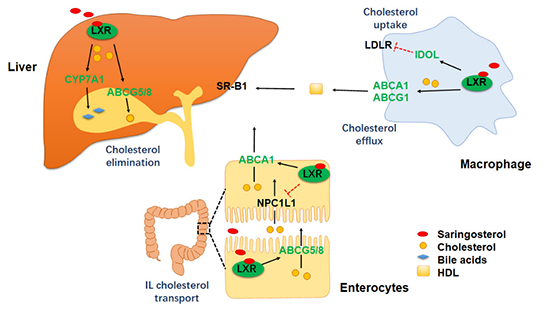 SRS调控胆固醇代谢的分子机制