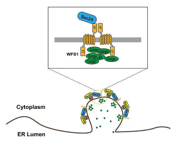 WFS1介导内质网囊泡货物蛋白转运的模式图