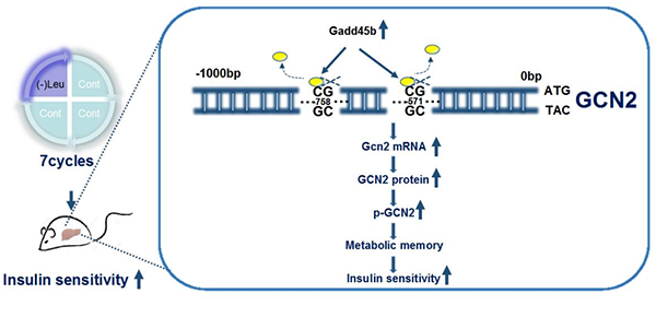 间歇性亮氨酸缺乏通过调控Gadd45b GCN2影响胰岛素敏感性