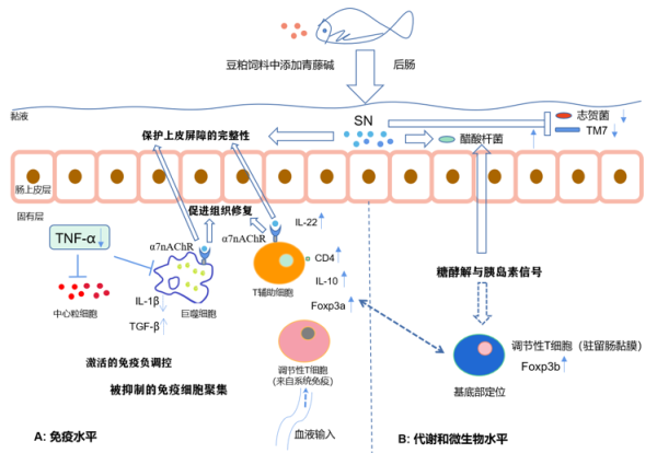 水生所揭示中药成分青藤碱的抗肠炎机理 水生所揭示中药成分青藤碱的抗肠炎机理