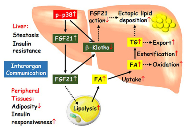 肝脏p38通过调控FGF21影响机体代谢