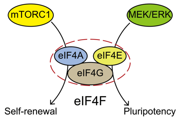 广州生物院揭示mTOR调控胚胎干细胞自我更新的新机制