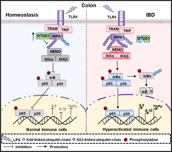 去泛素化酶OTUD1抑制肠炎发生的机制示意图