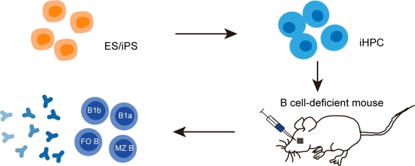 广州生物院实现多能干细胞定向分化再生B免疫谱系