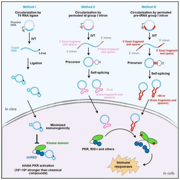 体外合成环形RNA的免疫原性机制和潜在应用 体外合成环形RNA的免疫原性机制和潜在应用