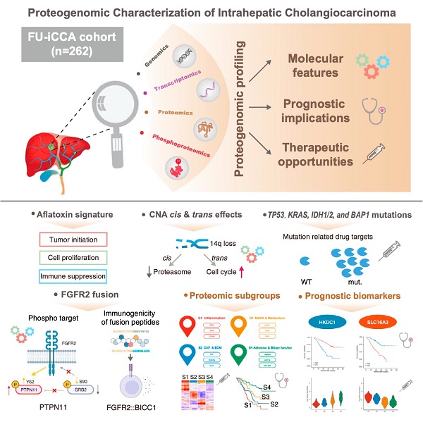 肝内胆管癌蛋白基因组学分析