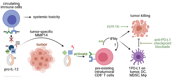 生物物理所等开发出新一代高效、低毒的肿瘤特异性IL-12前体药物