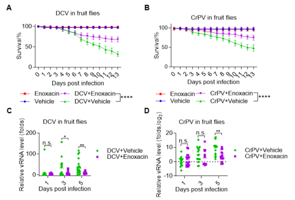 依诺沙星在果蝇成虫中通过增强RNAi抑制多种病毒感染 依诺沙星在果蝇成虫中通过增强RNAi抑制多种病毒感染