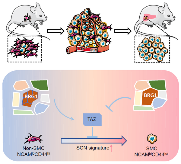 TAZ调控小细胞肺癌亚群转变及转移的模式图 TAZ调控小细胞肺癌亚群转变及转移的模式图