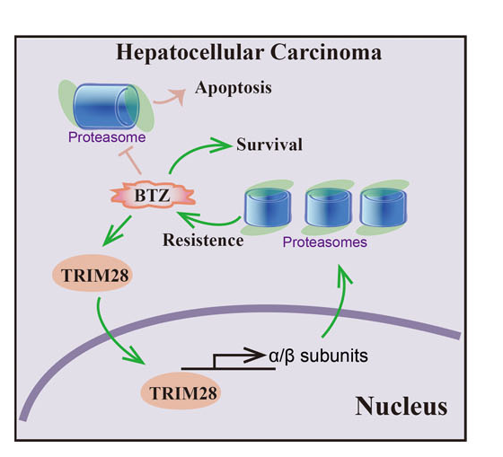 肝癌硼替佐米耐药性产生示意图
