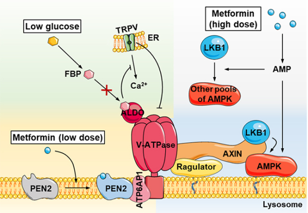 研究揭示药物二甲双胍的作用靶点及分子机制