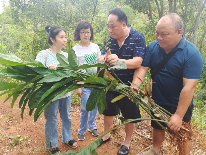 图为调研组在高良姜种植基地查看药材种质资源。