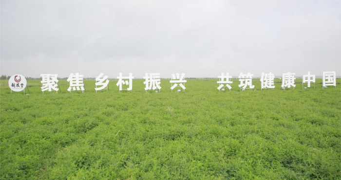 扬子江药业集团固阳黄芪(有机)标准化种植基地 扬子江药业集团固阳黄芪(有机)标准化种植基地