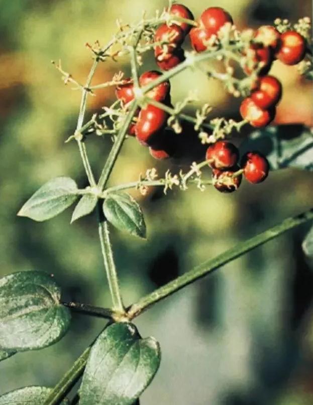 药品频道 传统医药   来源:本品为茜草科植物茜草 rubia cordifolia l