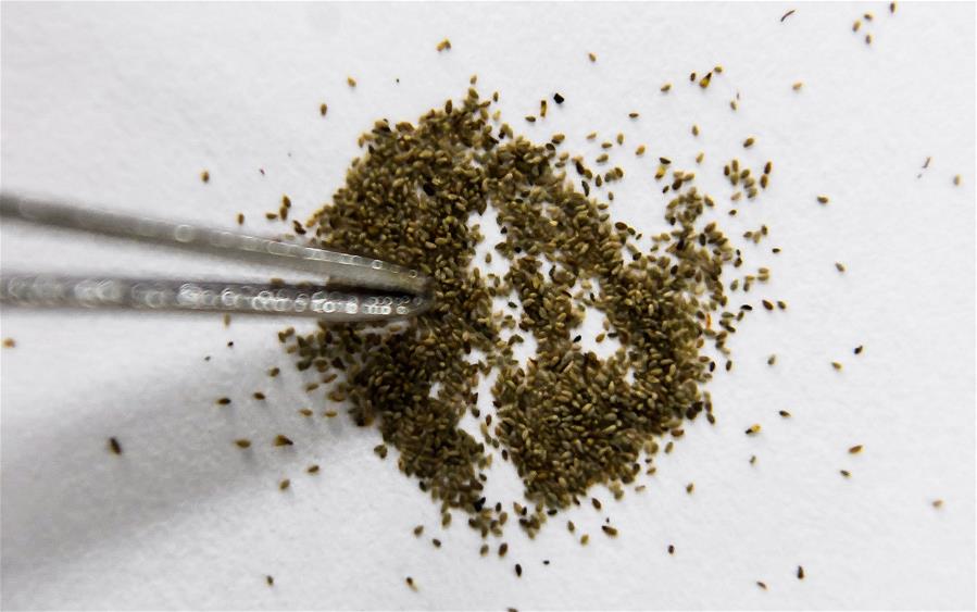 广西仙草堂制药有限责任公司为当地群众预留的青蒿种子(3月27日摄).